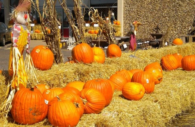 pumpkin 3