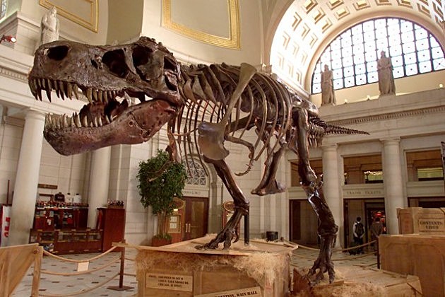 Tyrannosaurus Rex skeleton known as Sue Tyrannosaurus Rex skeleton known as Sue
