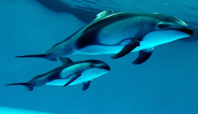 Two-month-old Pacific White-sided Dolphin at Kamogawa Sea World Two-month-old Pacific White-sided Dolphin at Kamogawa Sea World