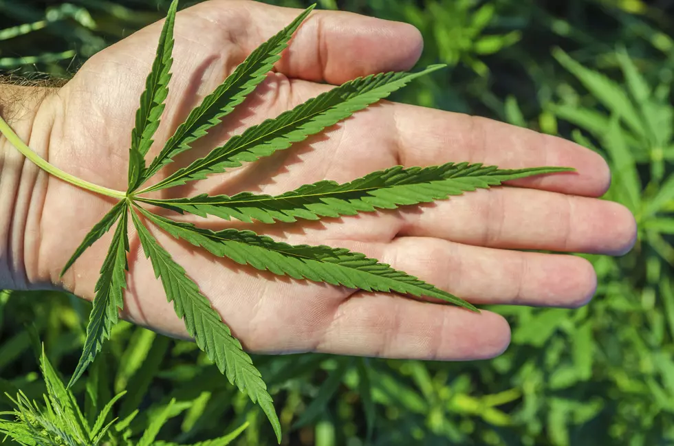 Legalize Recreational Marijuana in Arkansas? It May be on The 2022 Ballot