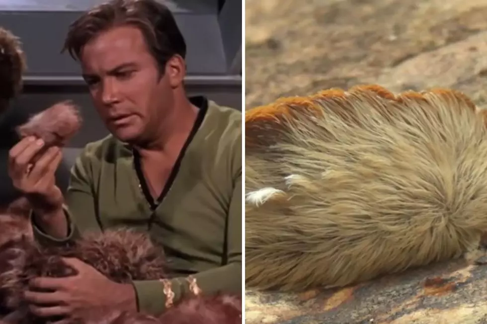 Tribble or Trouble? Most Toxic Insect Showing up in Arkansas