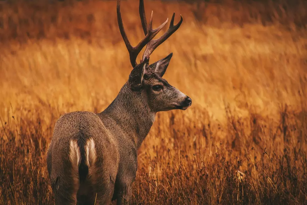 74 Charges Filed Against Texas Serial Poacher Accused of Killing 13 Bucks